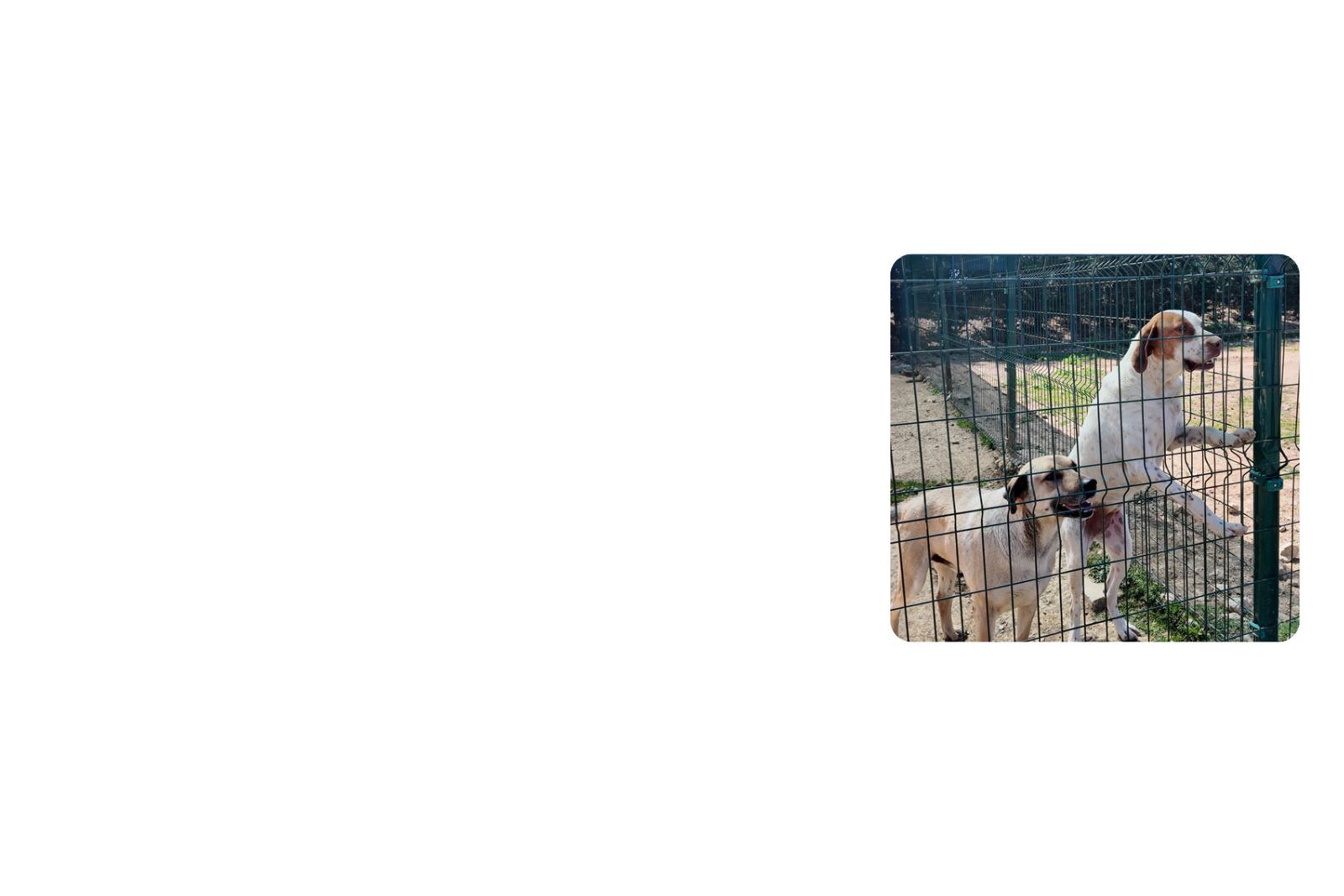 Kedi ve köpeklere özel taşıma sağlayan güvenilir pet taksi sistemi.